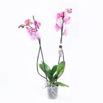 Cvećara Beograd - Lilies