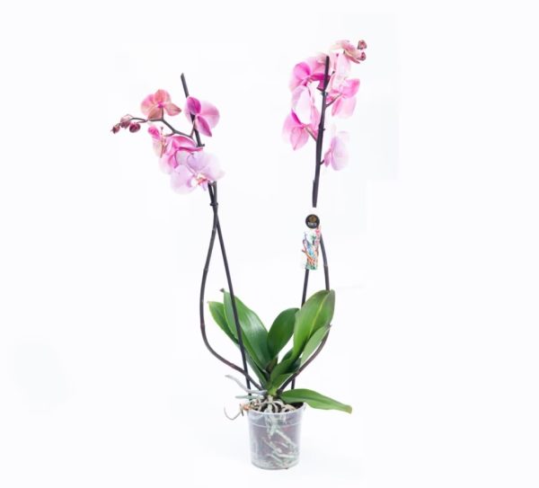 Cvećara Beograd - Lilies