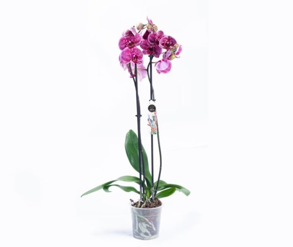 Cvećara Beograd - Lilies