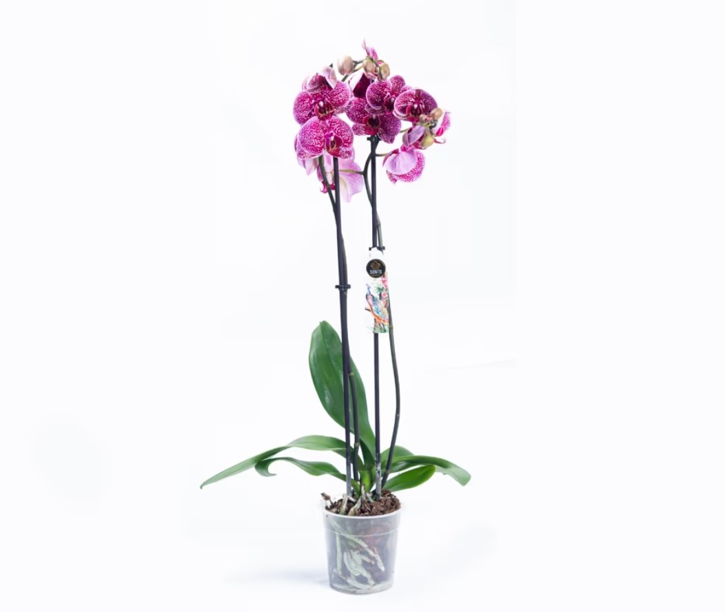 Cvećara Beograd - Lilies