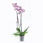 Cvećara Beograd - Lilies