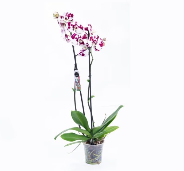 Cvećara Beograd - Lilies