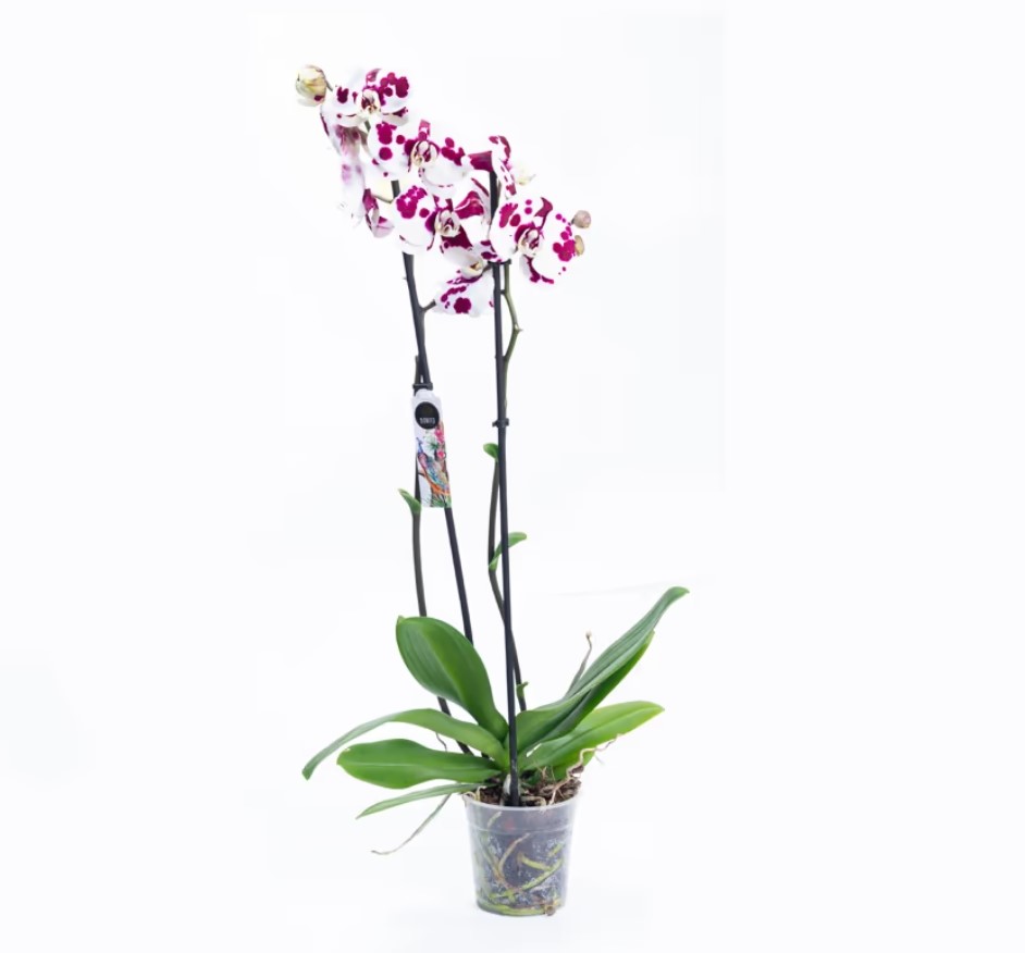 Cvećara Beograd - Lilies