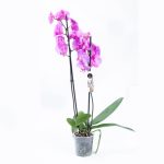 Cvećara Beograd - Lilies